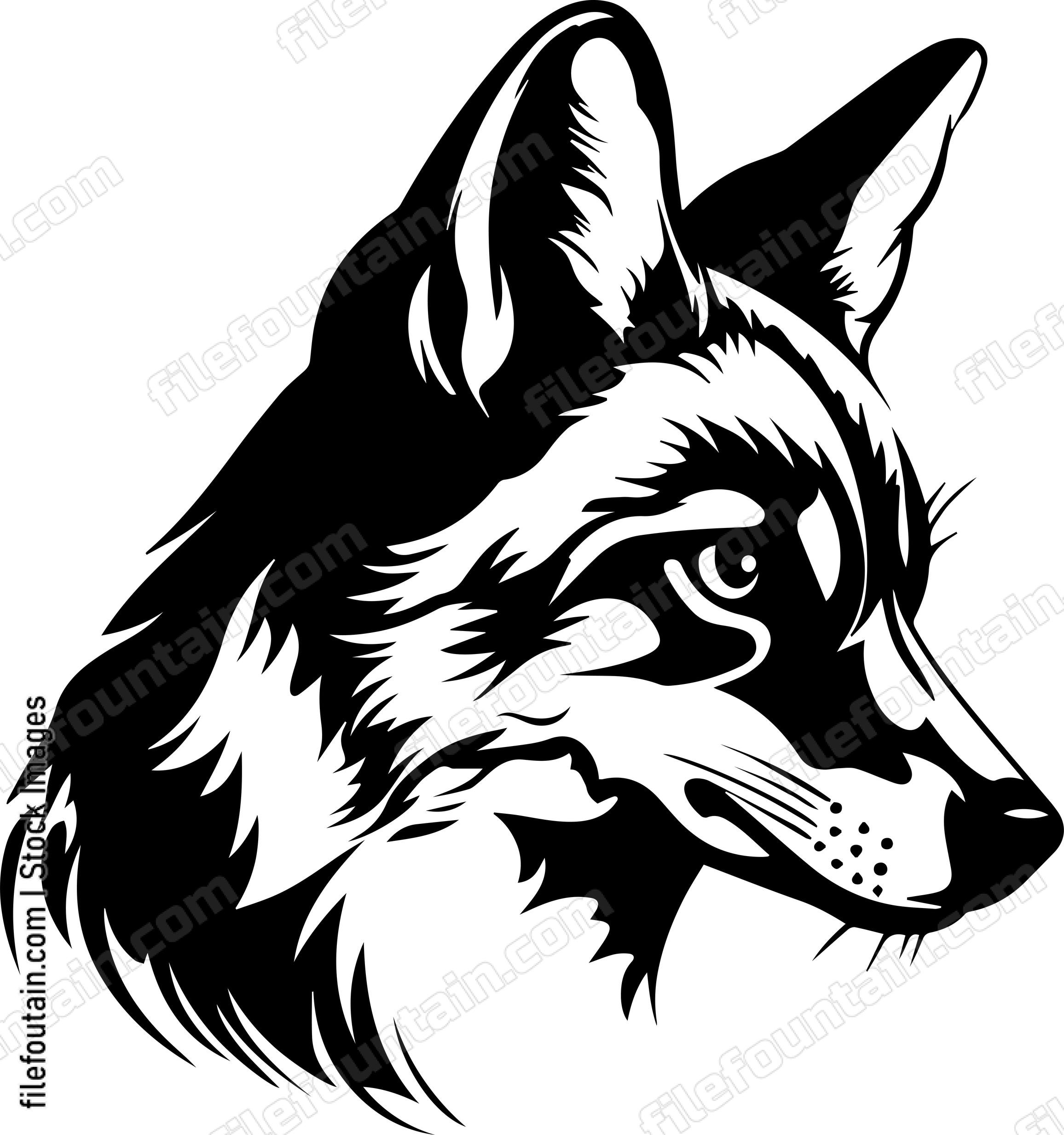 Coyote