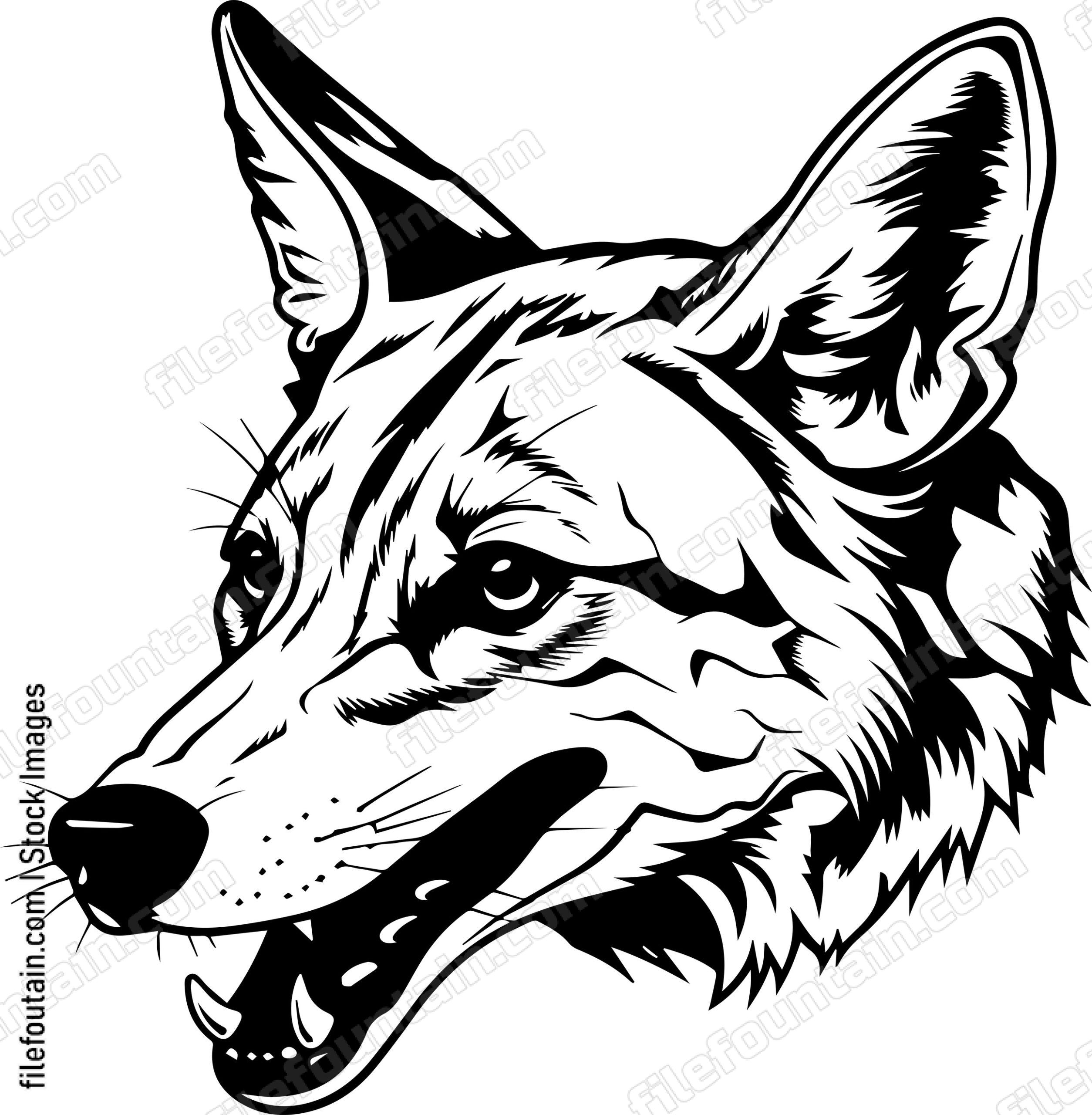 Coyote Skull