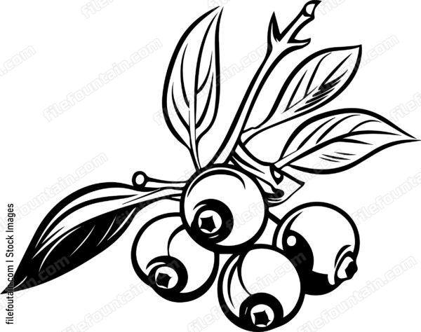 Cranberry