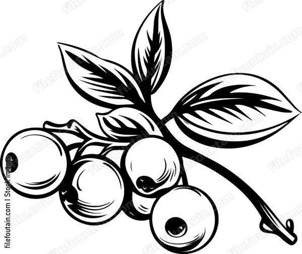 Cranberry