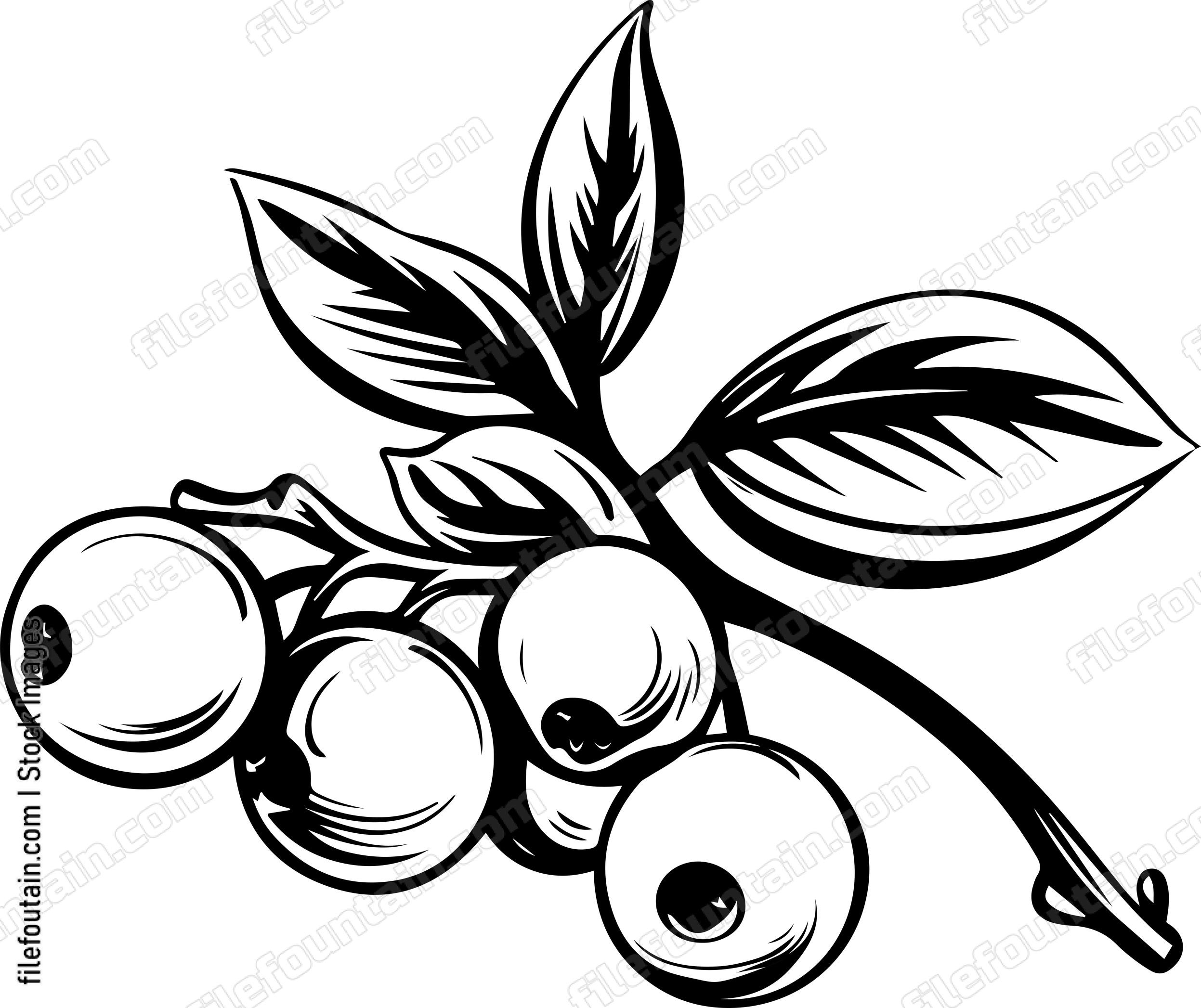 Cranberry