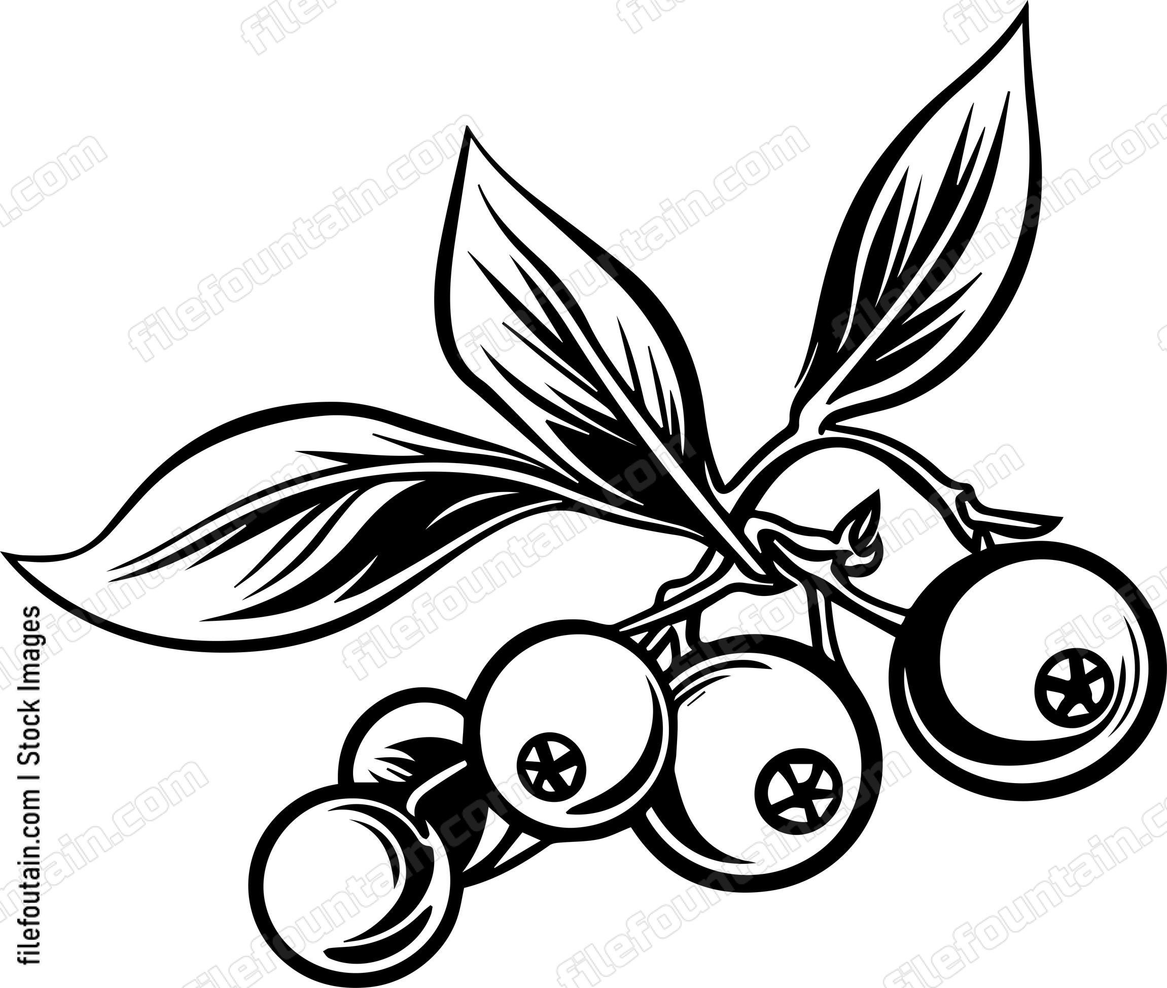 Cranberry