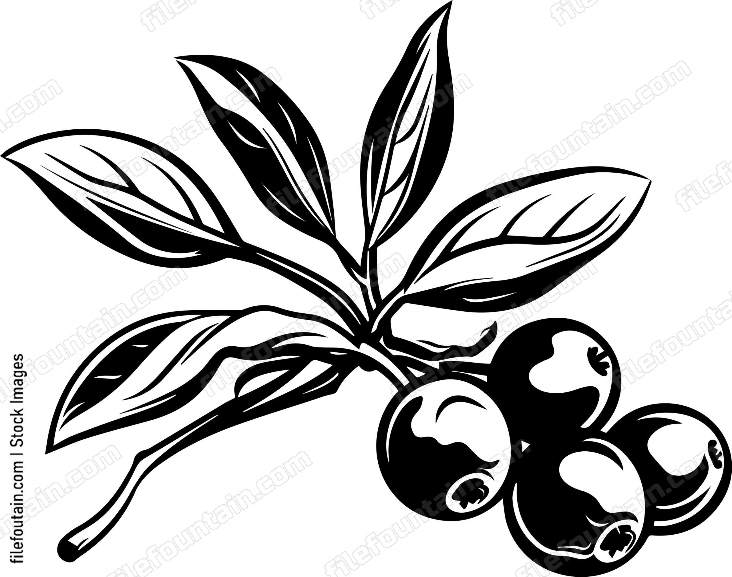 Cranberry