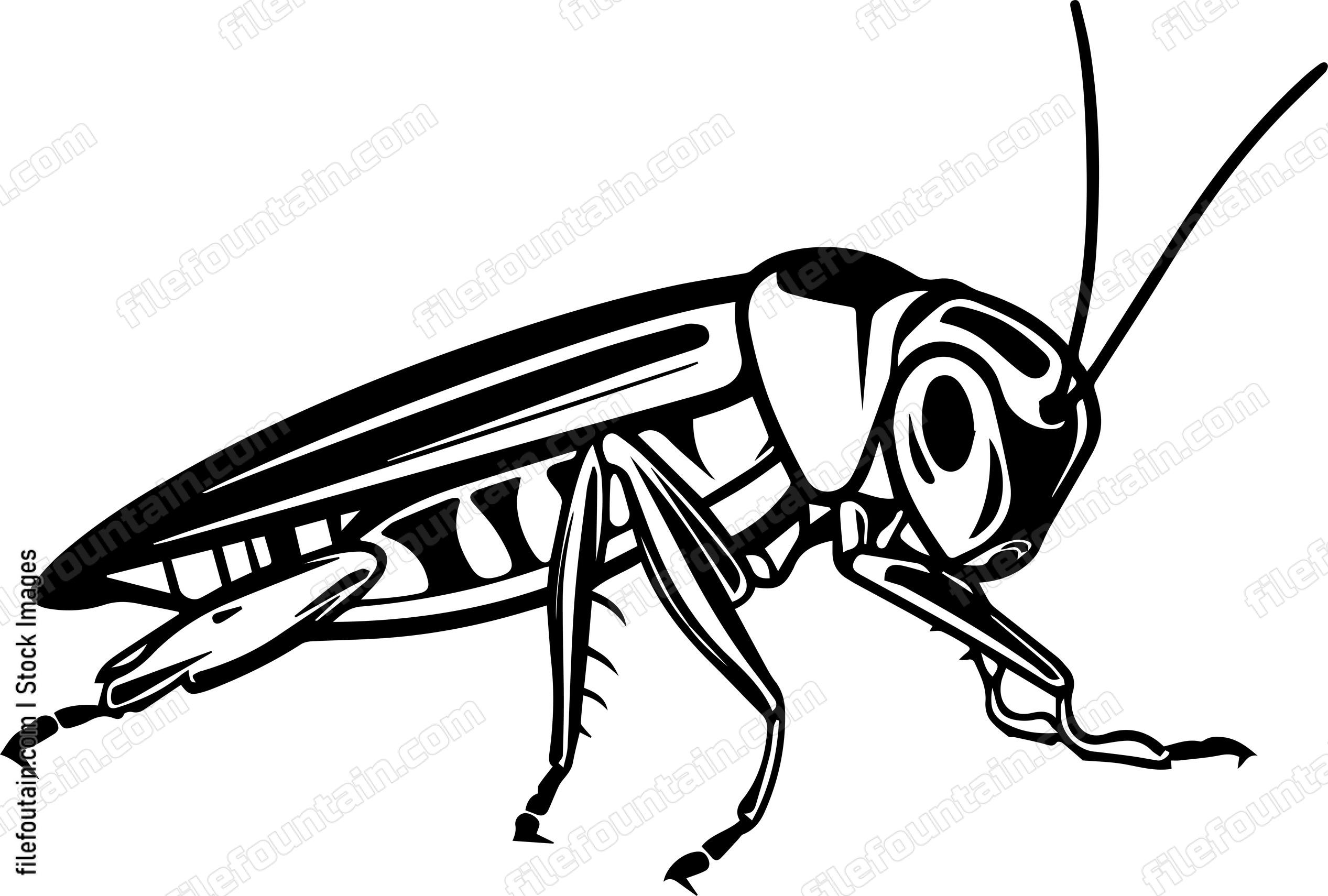 Cricket