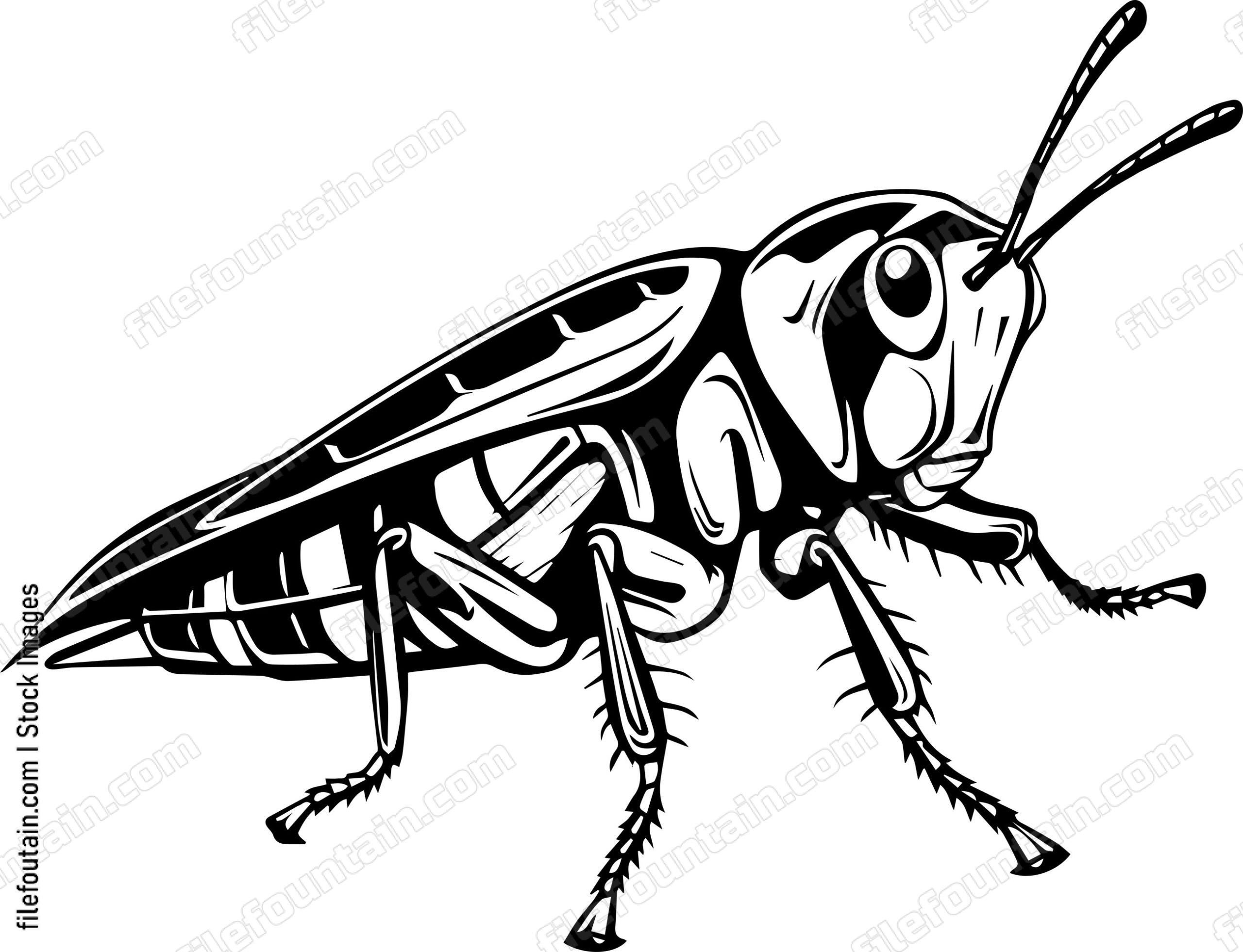 Cricket