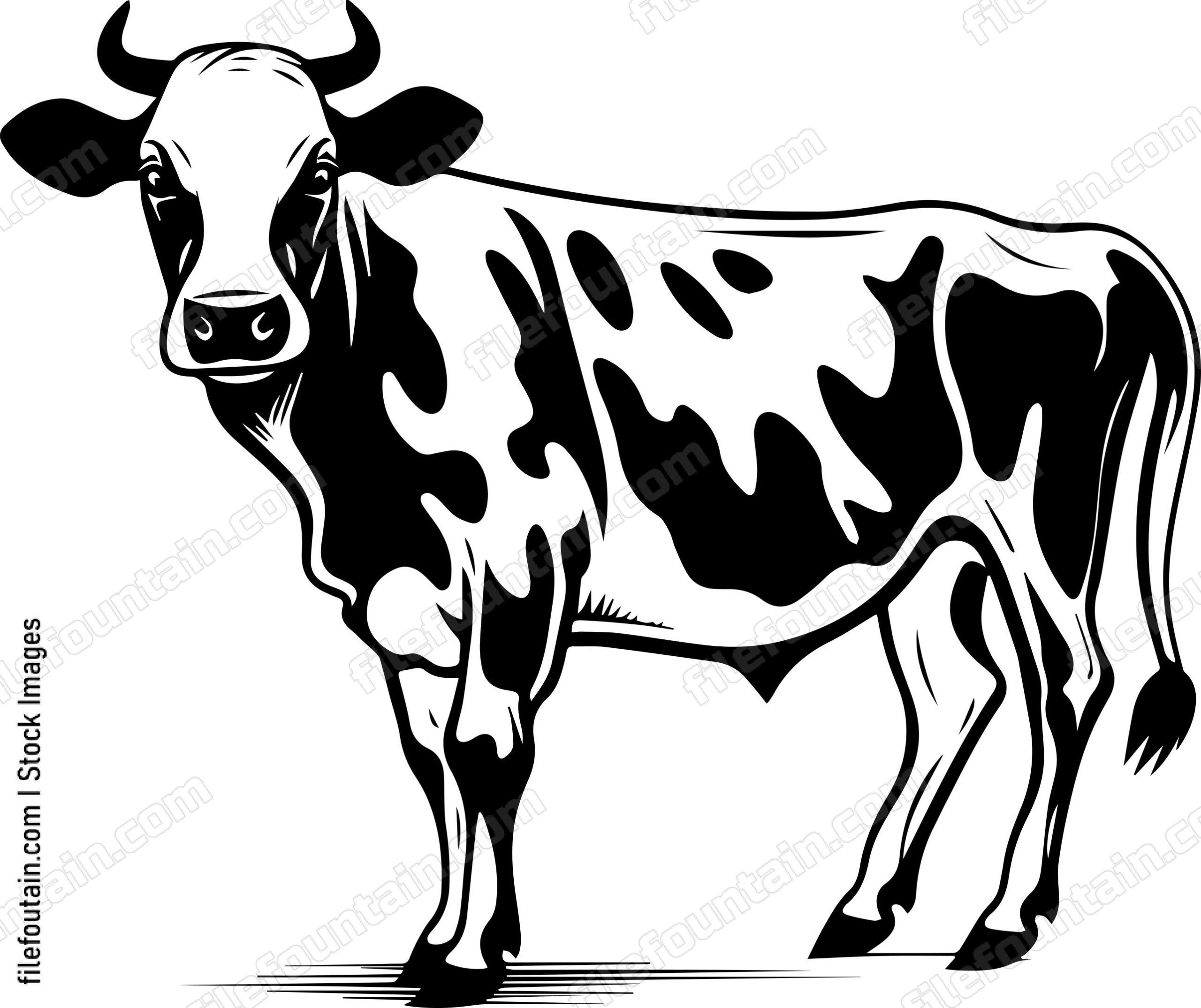 Dairy Heifer
