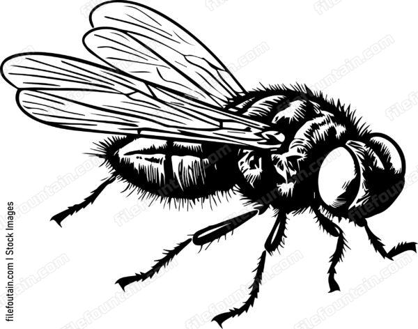 Fly Smoking A Cigar