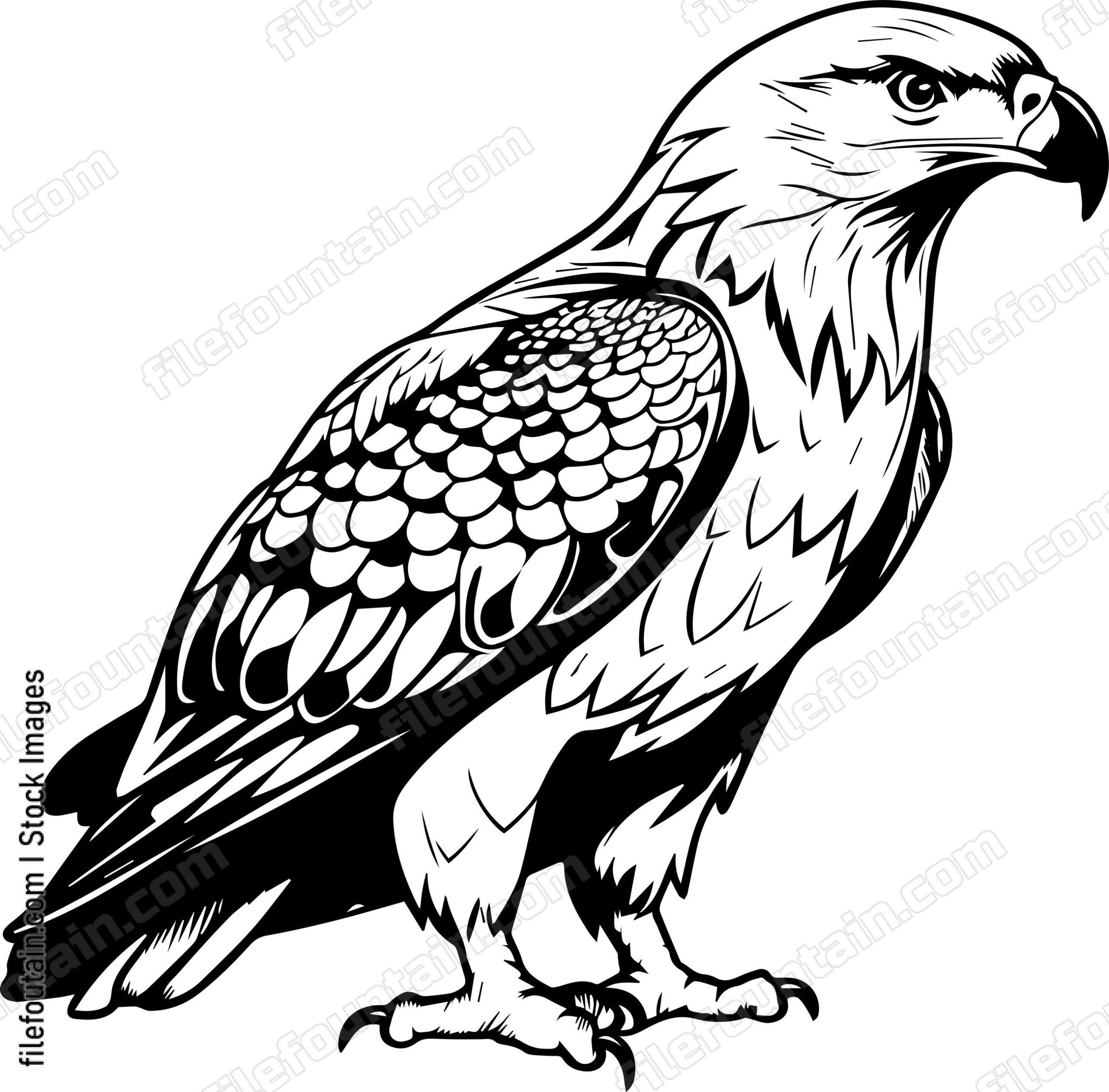 Hawk
