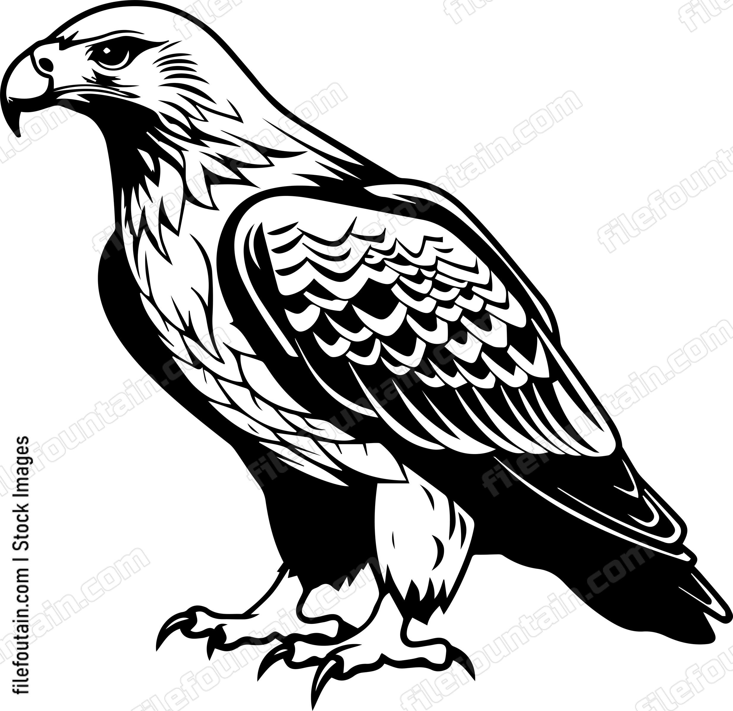 hawk