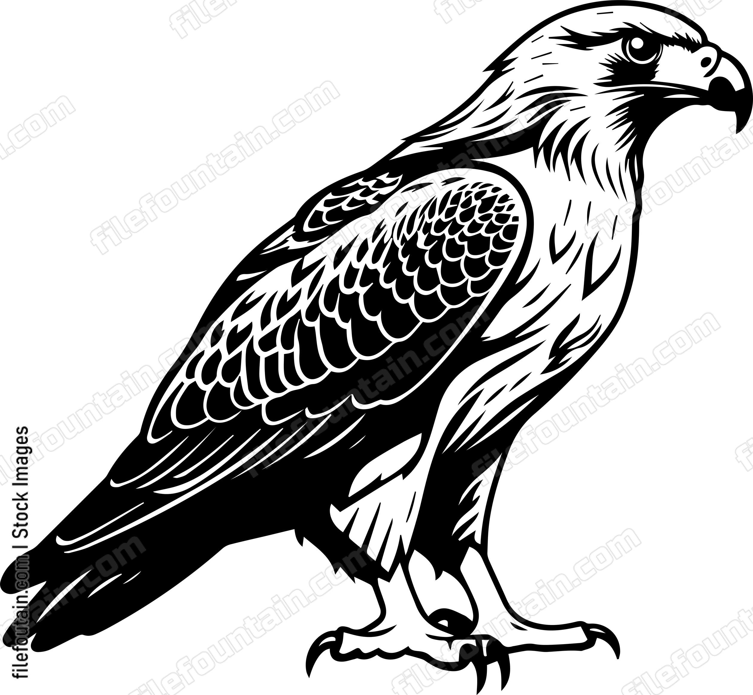 Hawk
