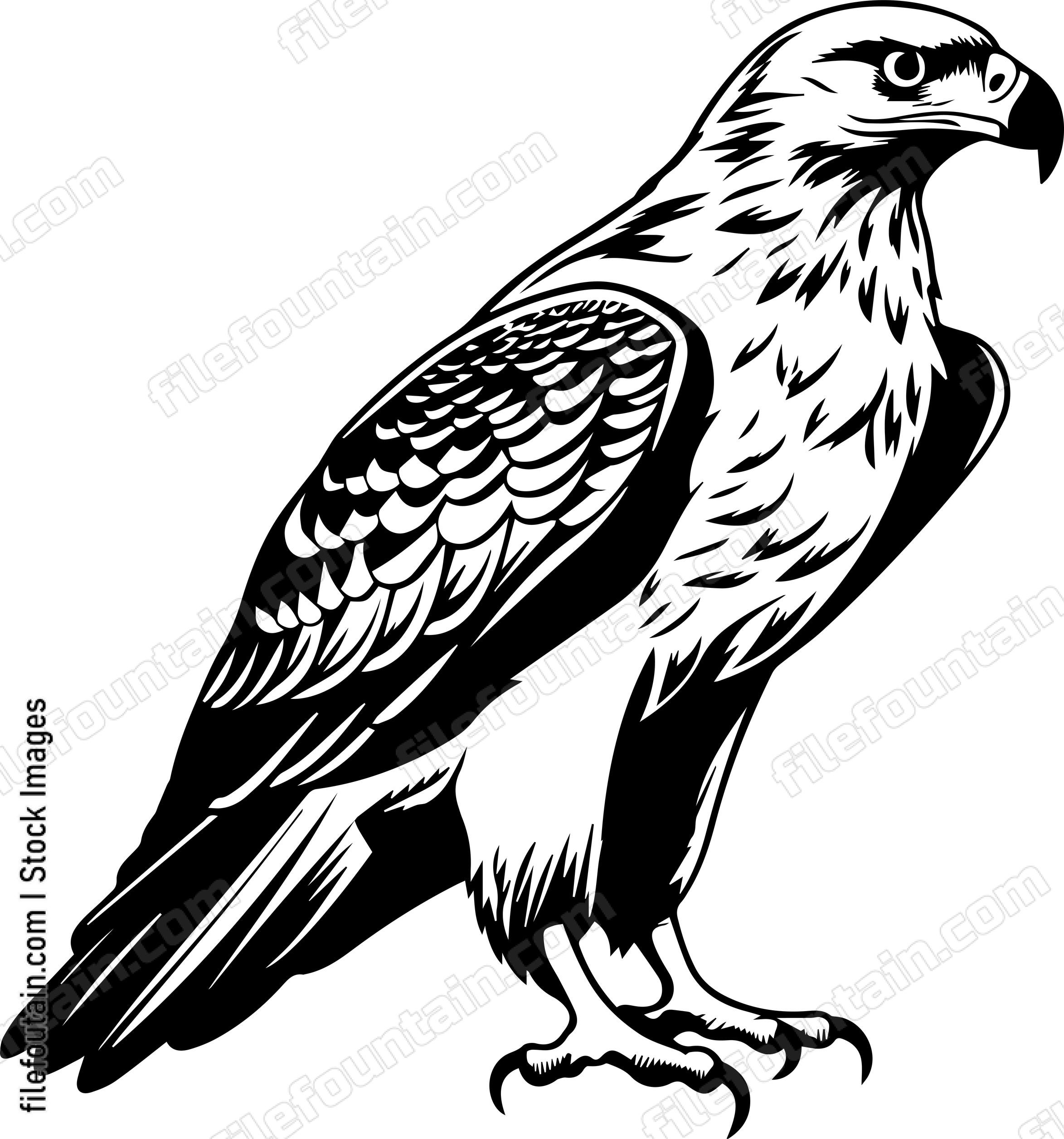 Hawk