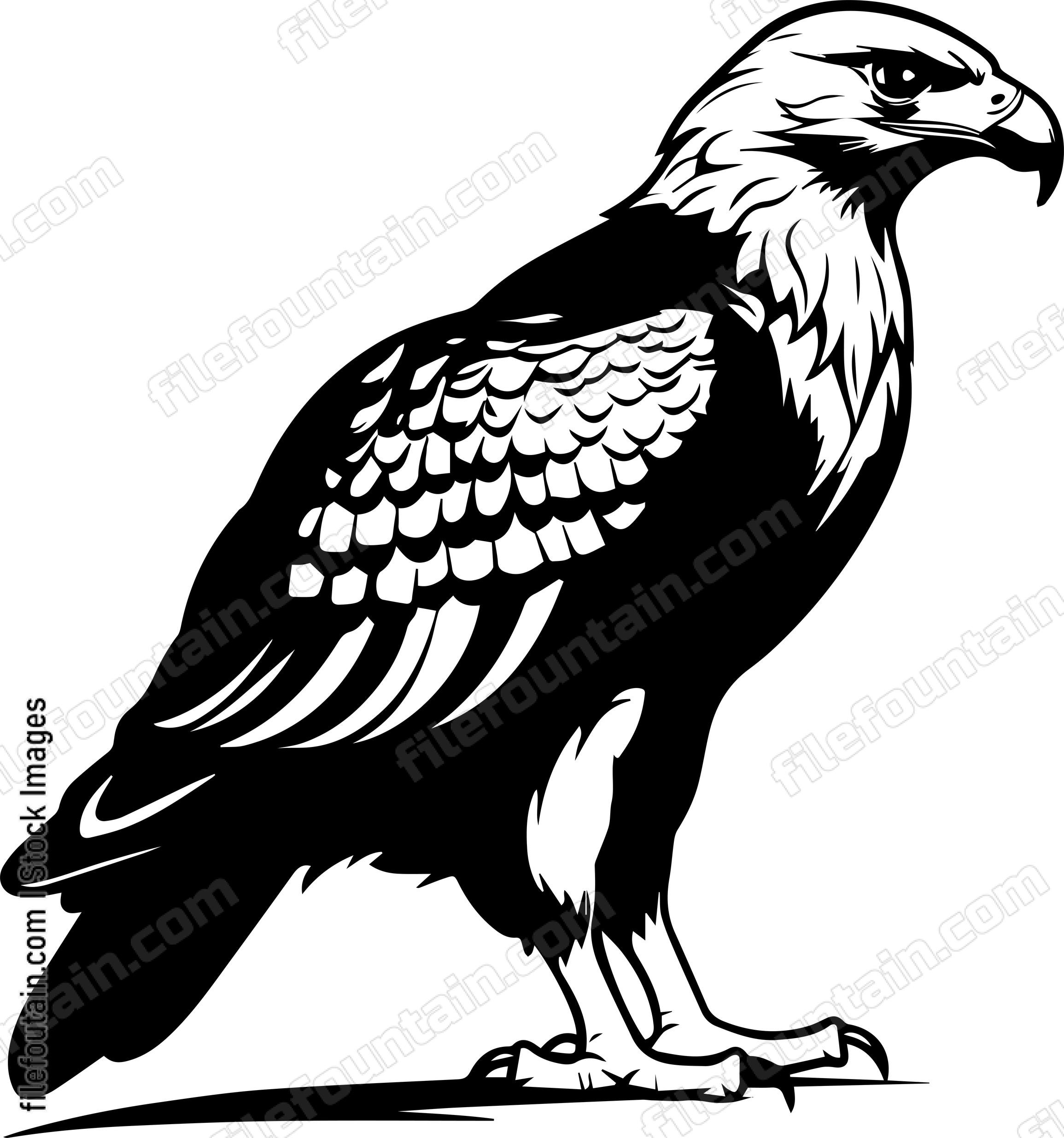 hawk