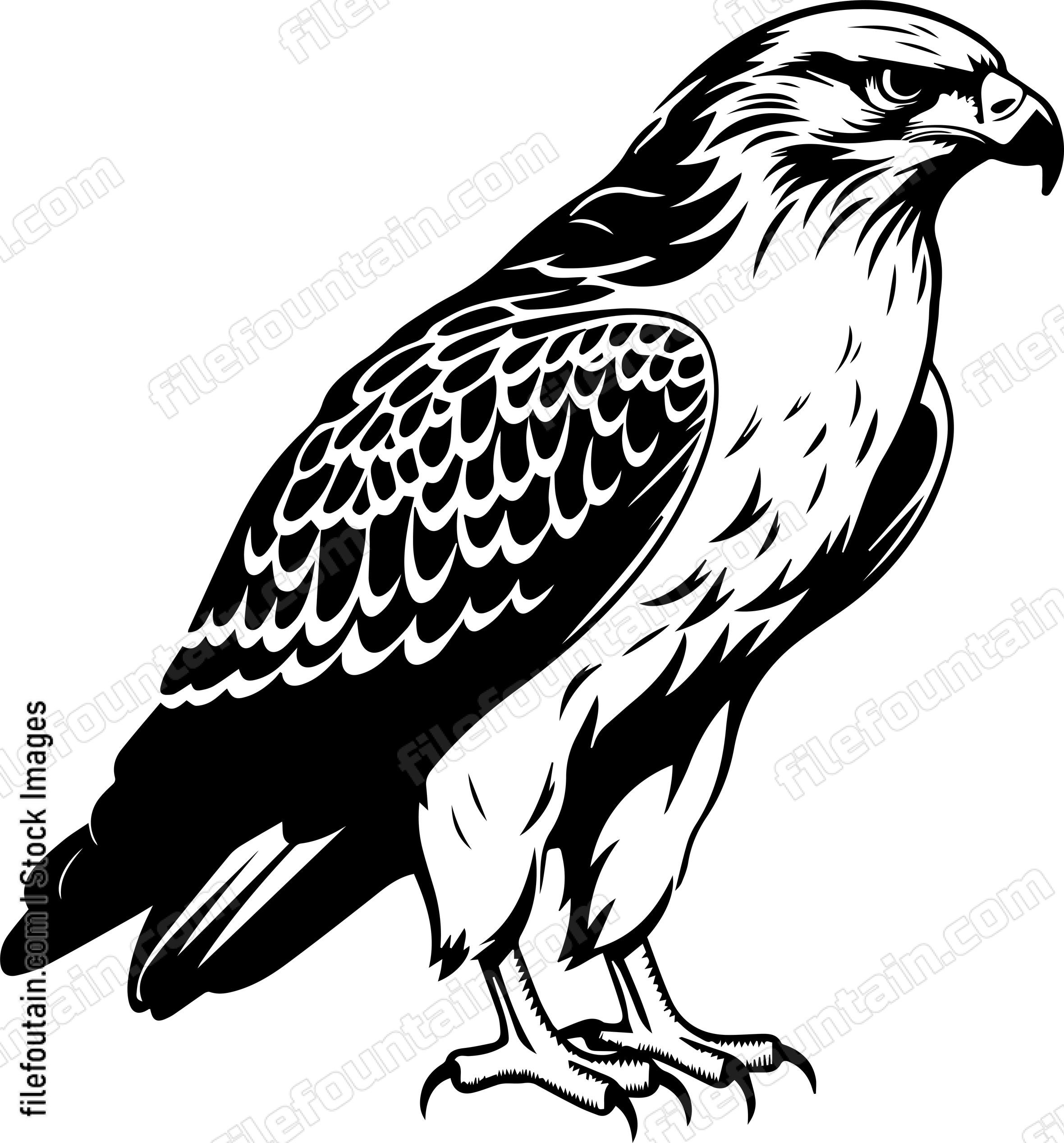 Hawk