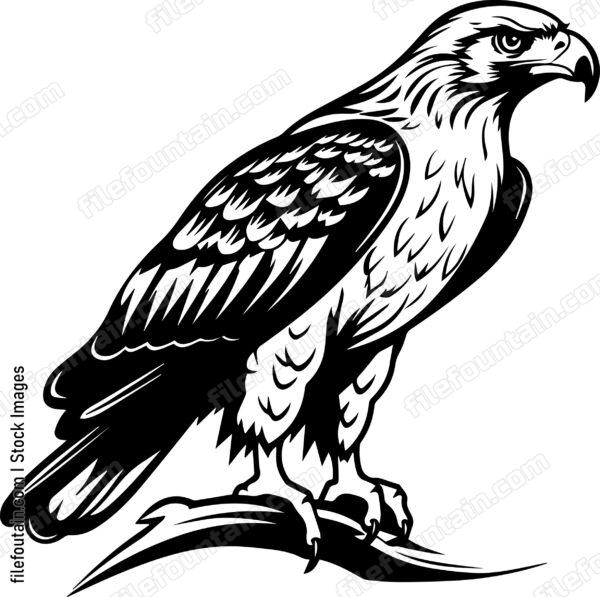 Hawk