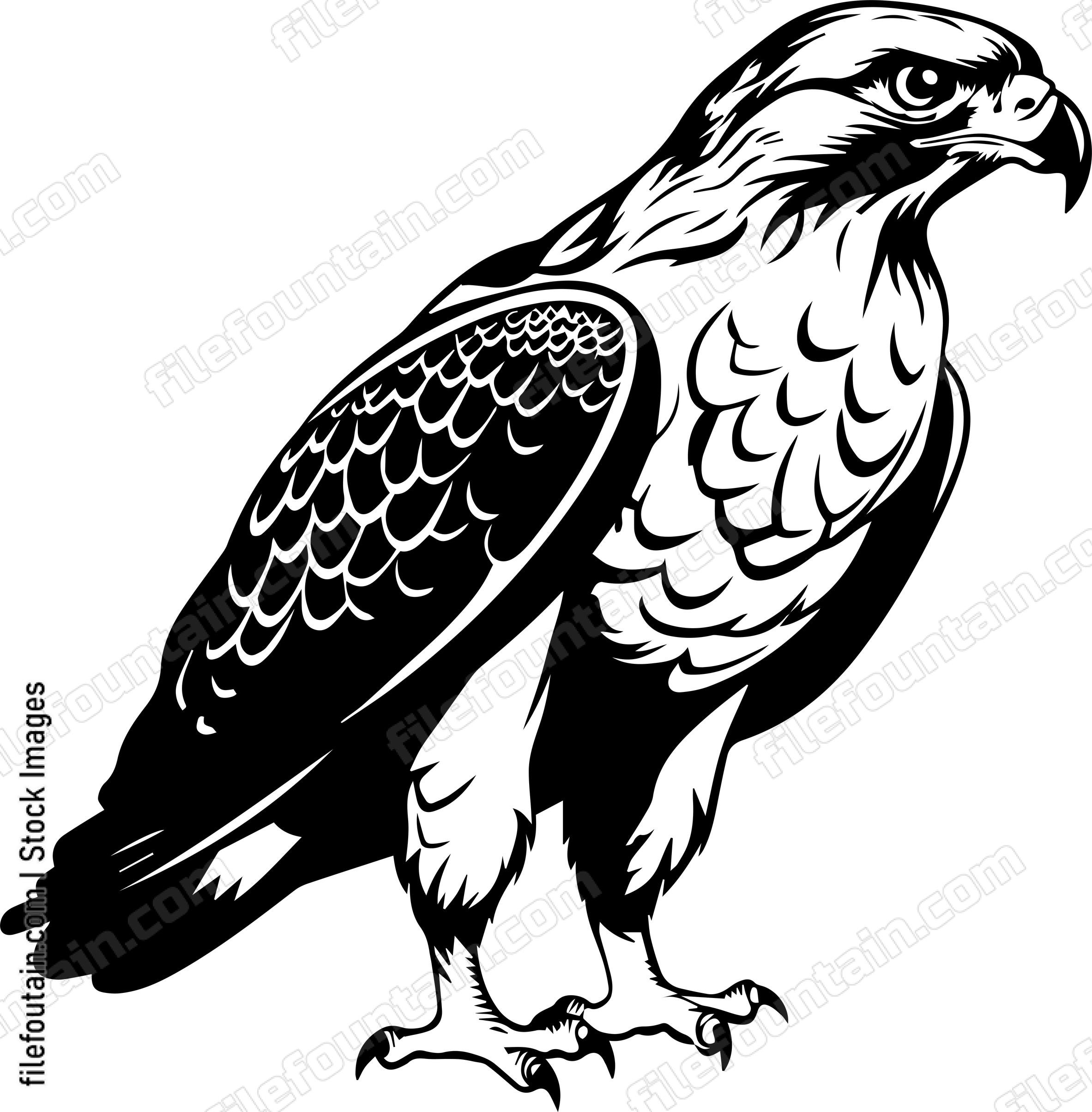 hawk