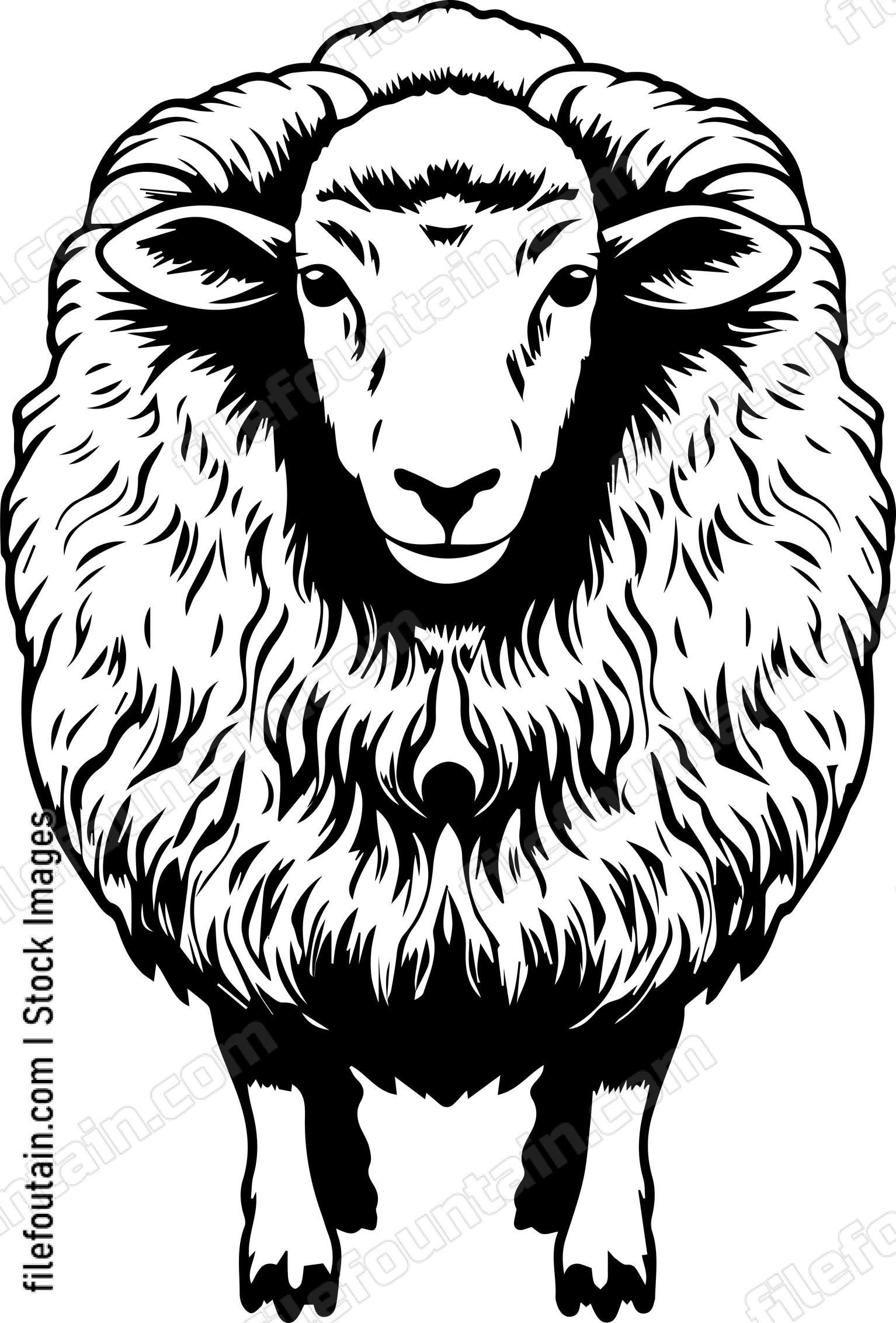 Sheep