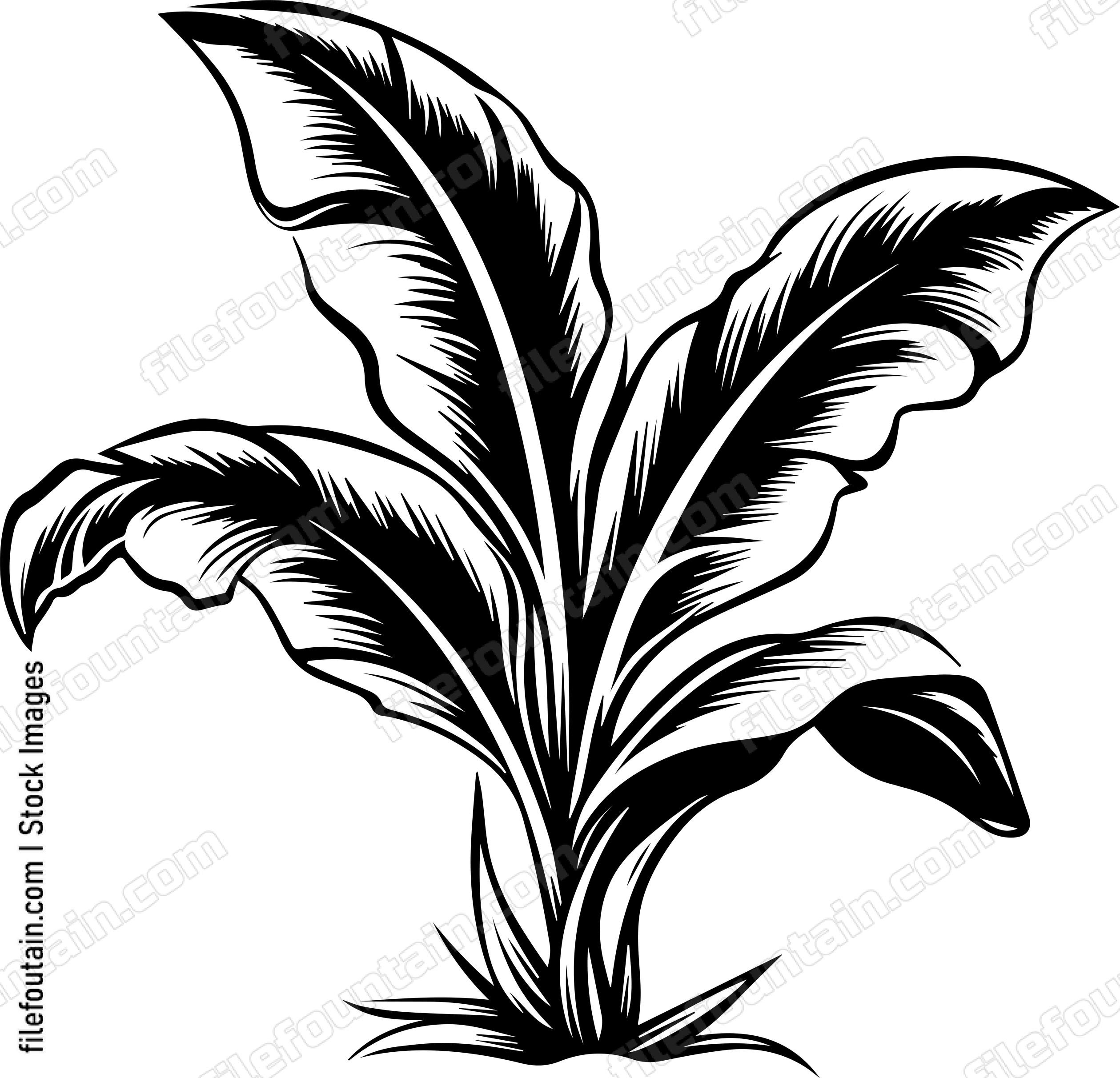 Banana Tree Leaf