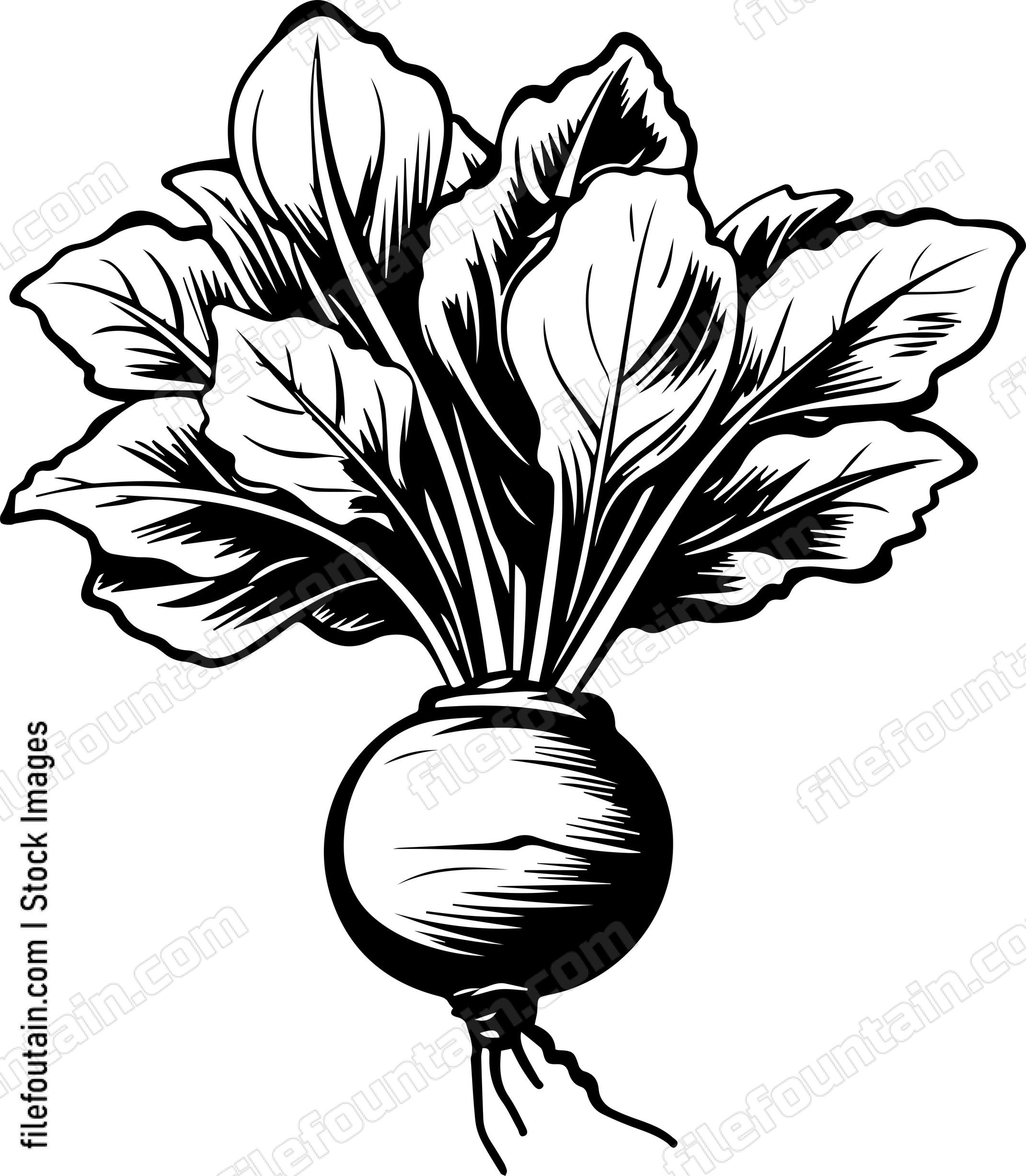 Beetroot