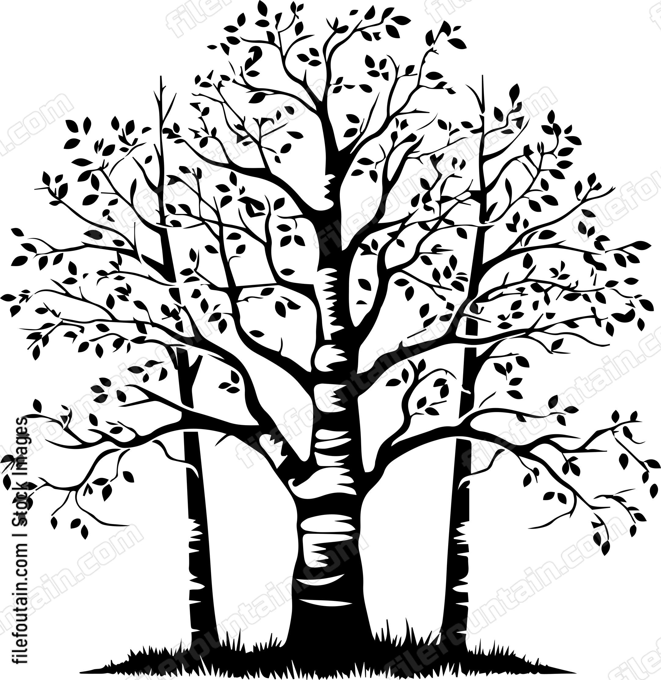 Birch Tree