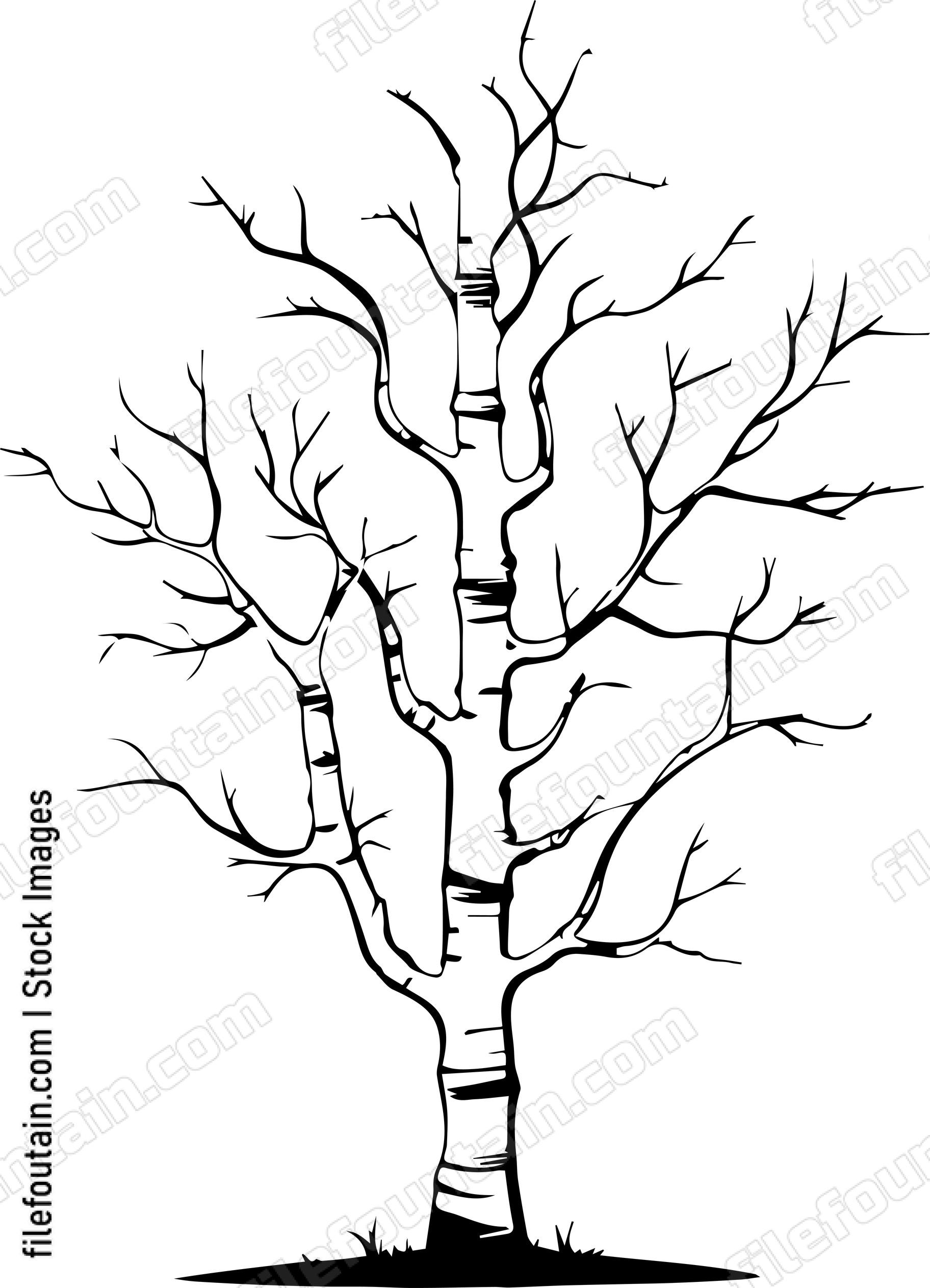 Birch Tree