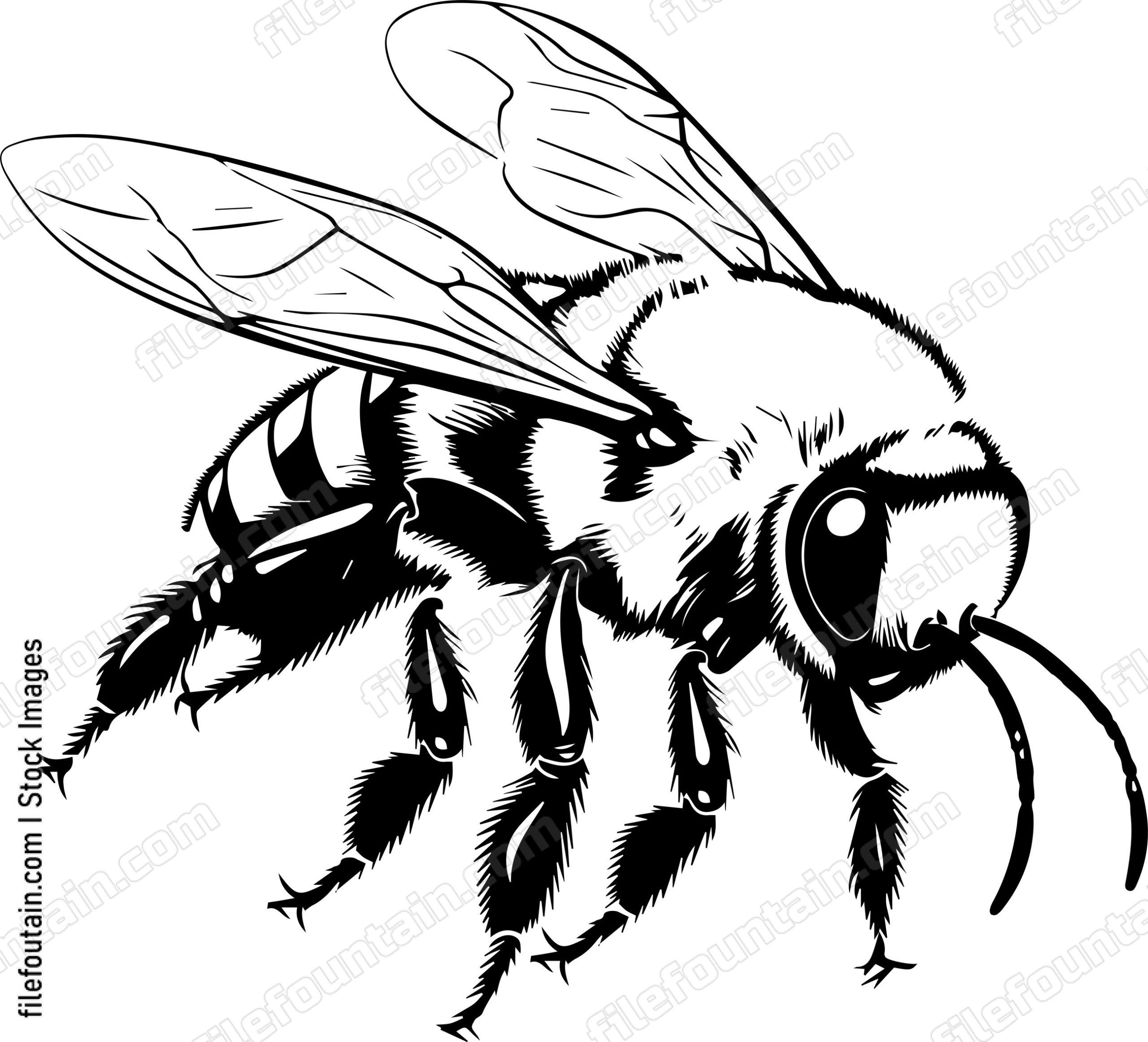 Honey Bee