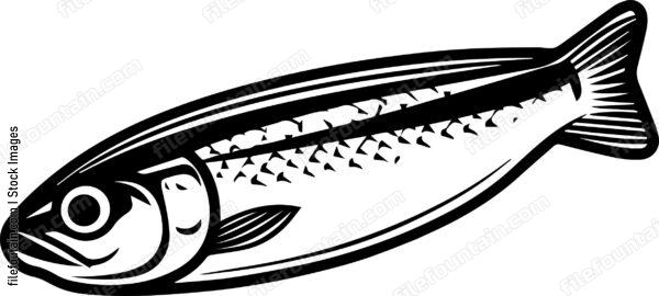 Sardines