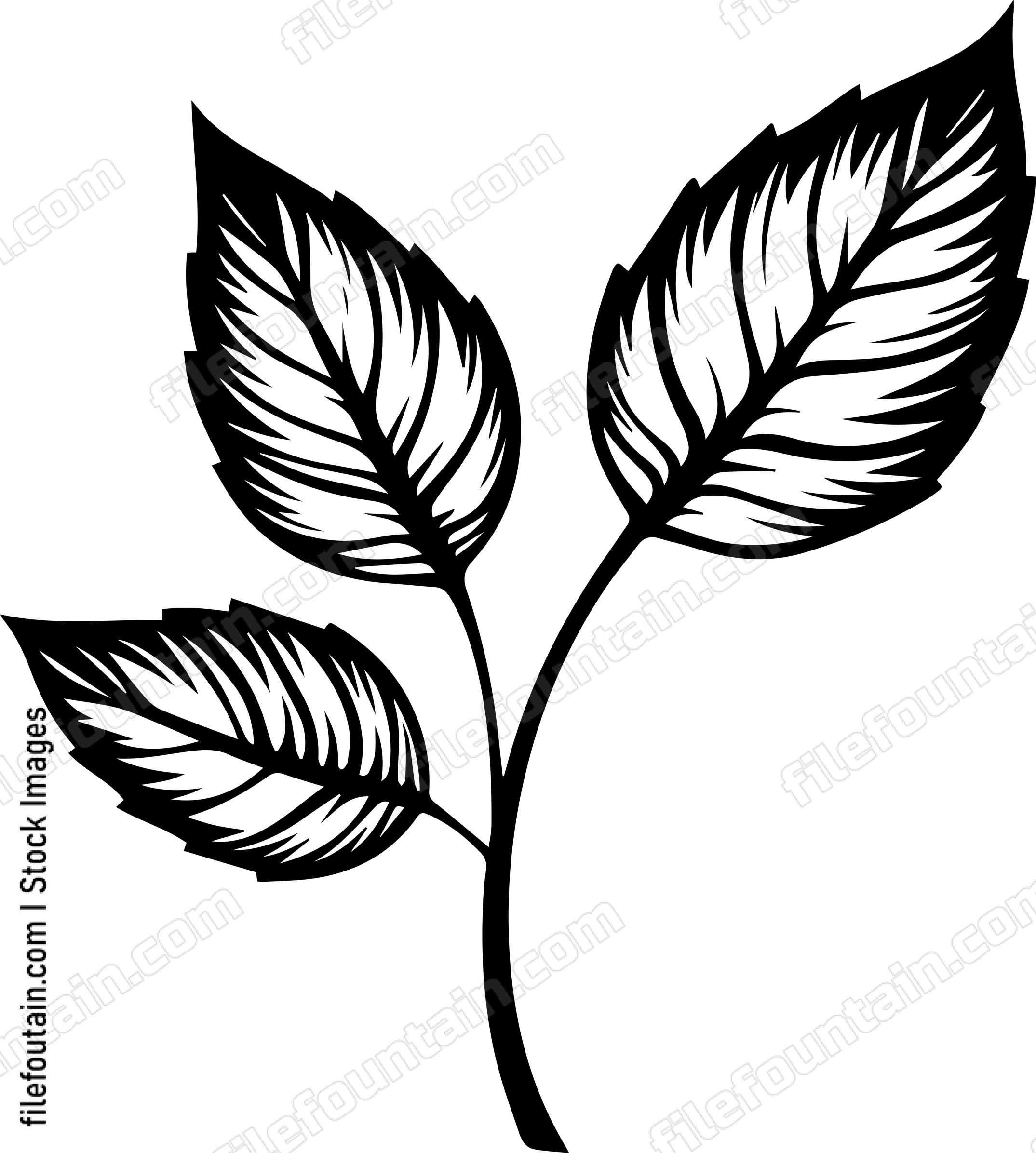 Alder Leaves