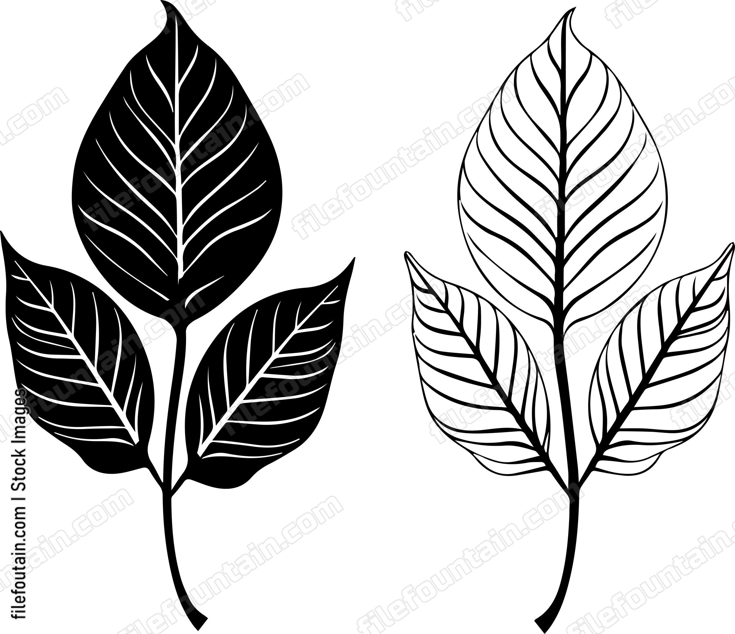 Alder Leaves