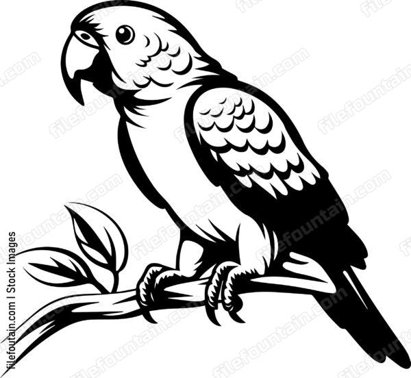 Alexandrine Parakeet