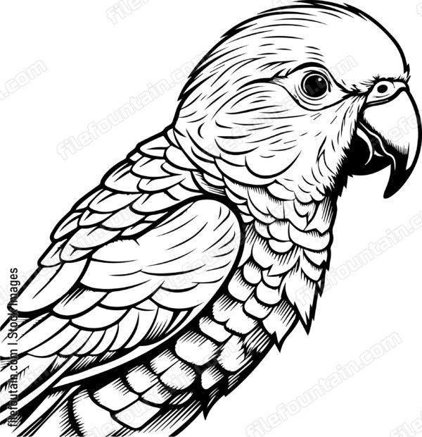 Alexandrine Parakeet