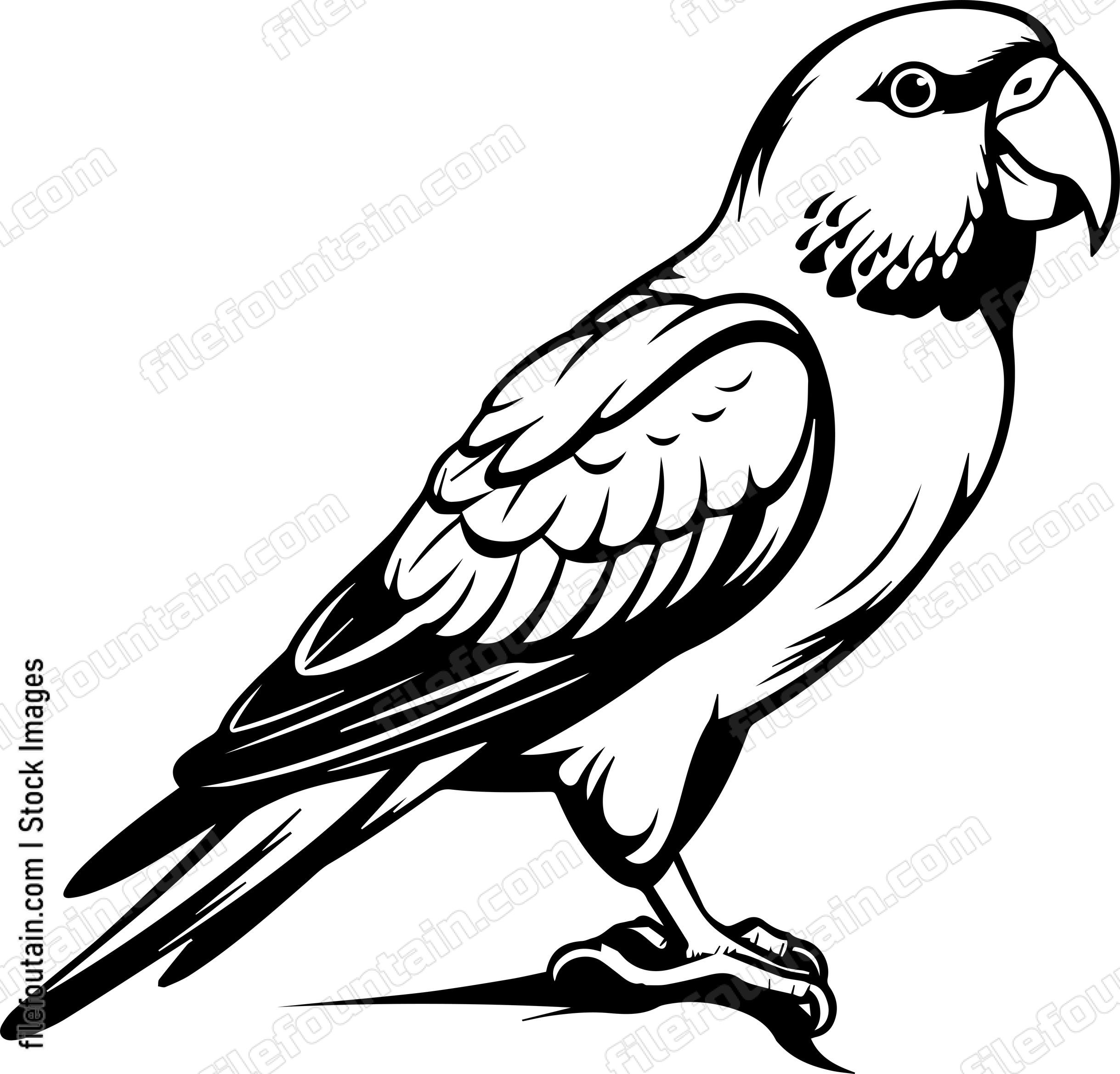 Alexandrine Parakeet