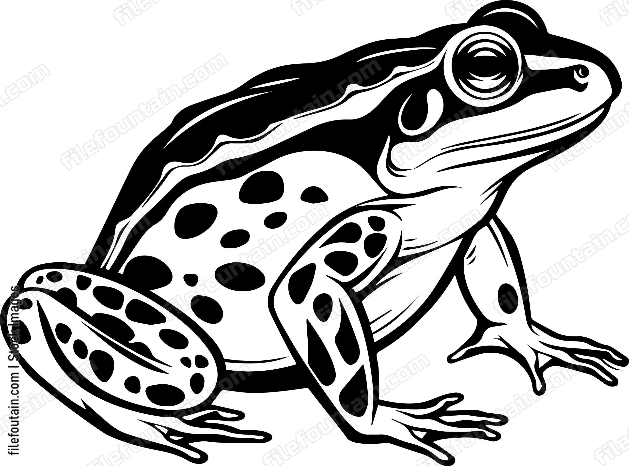 Amphibian