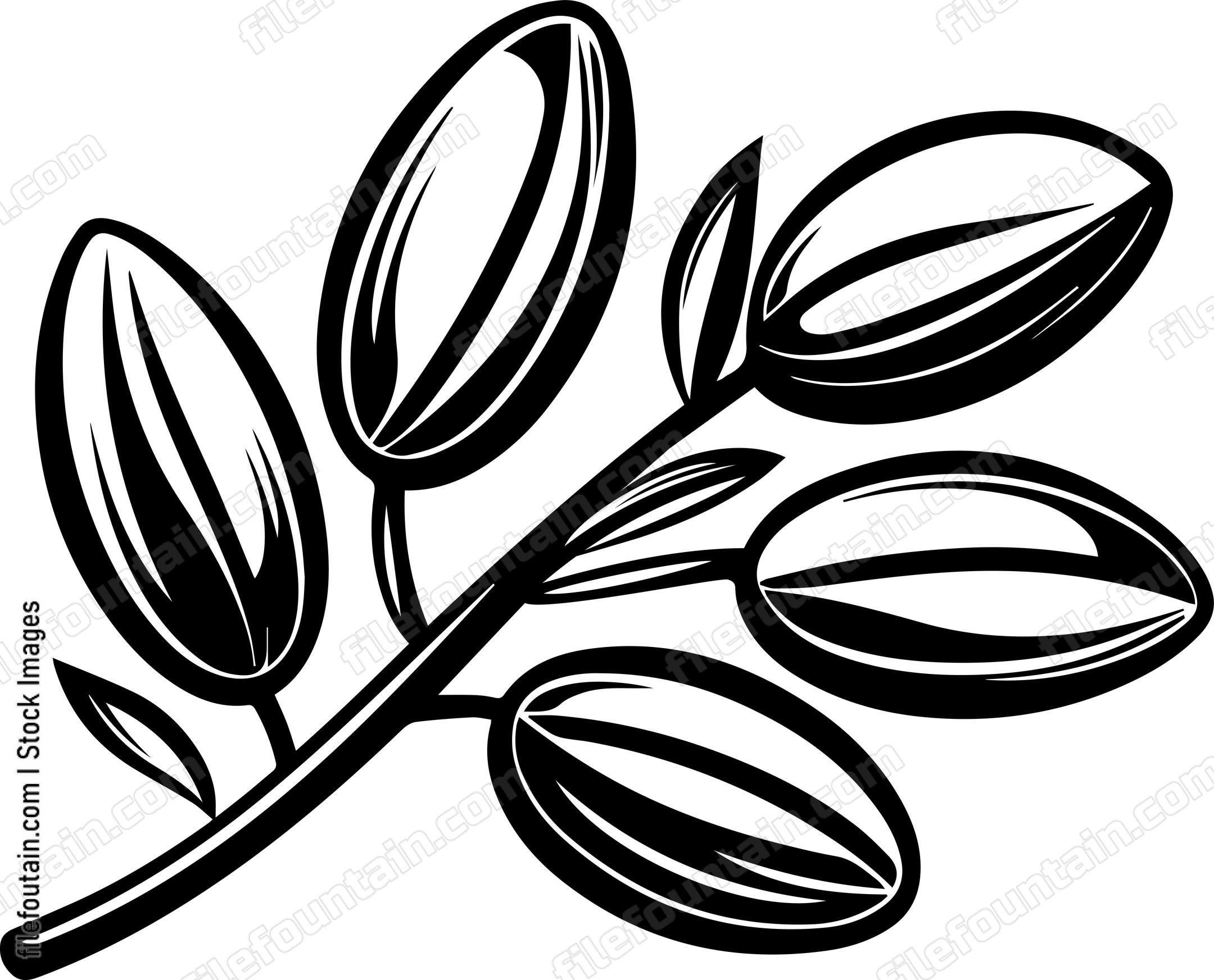 Argan Seeds
