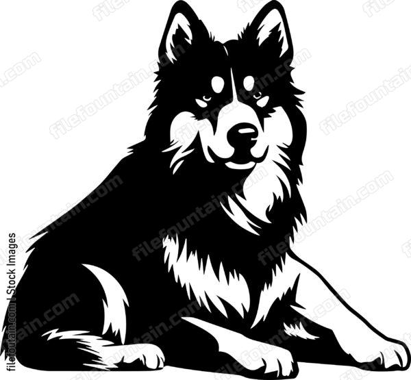 Alaskan Malamute