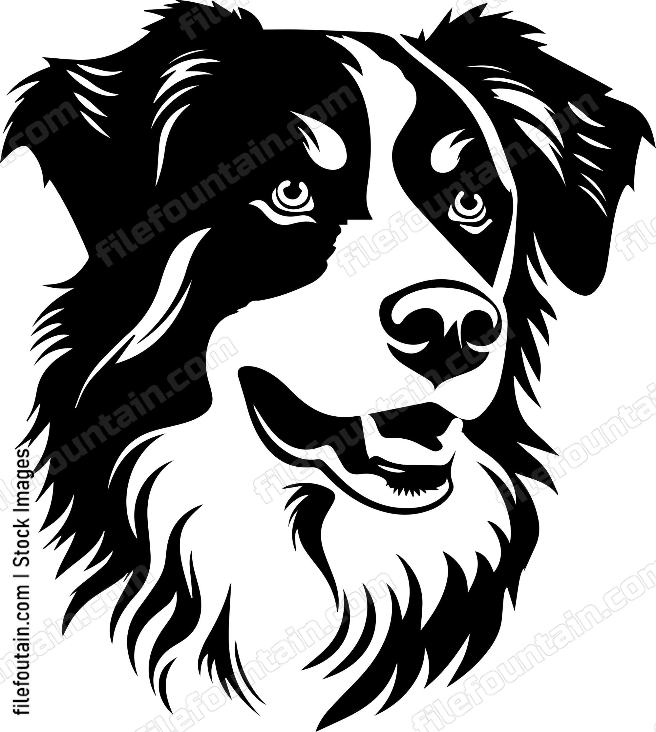 Australian Shepherd