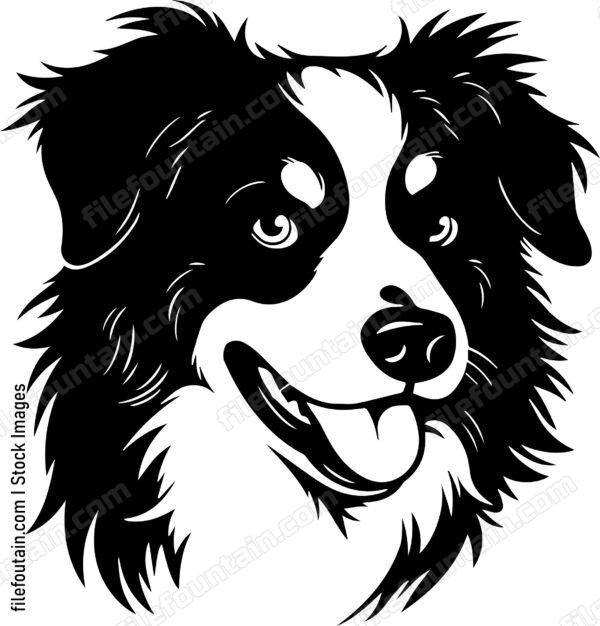 Australian Shepherd