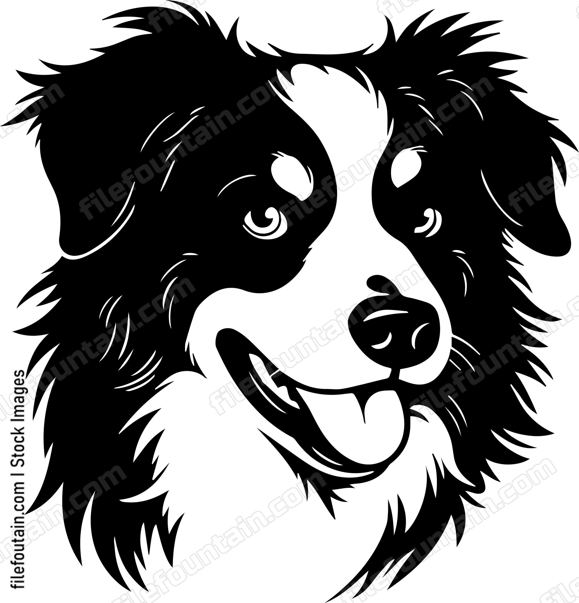 Australian Shepherd