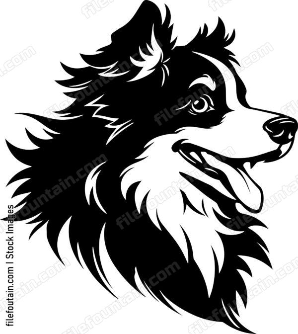 Australian Shepherd