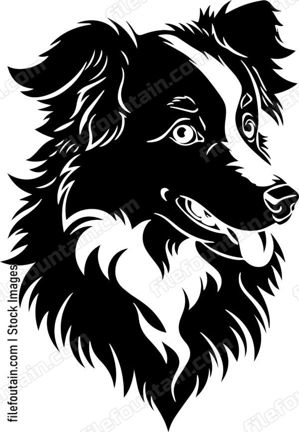 Australian Shepherd