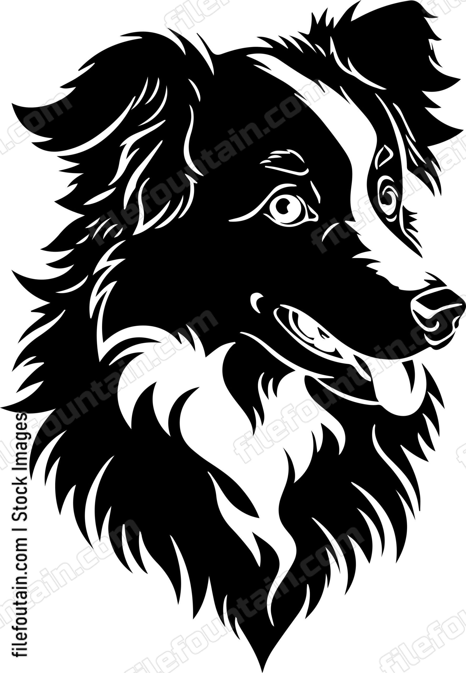 Australian Shepherd