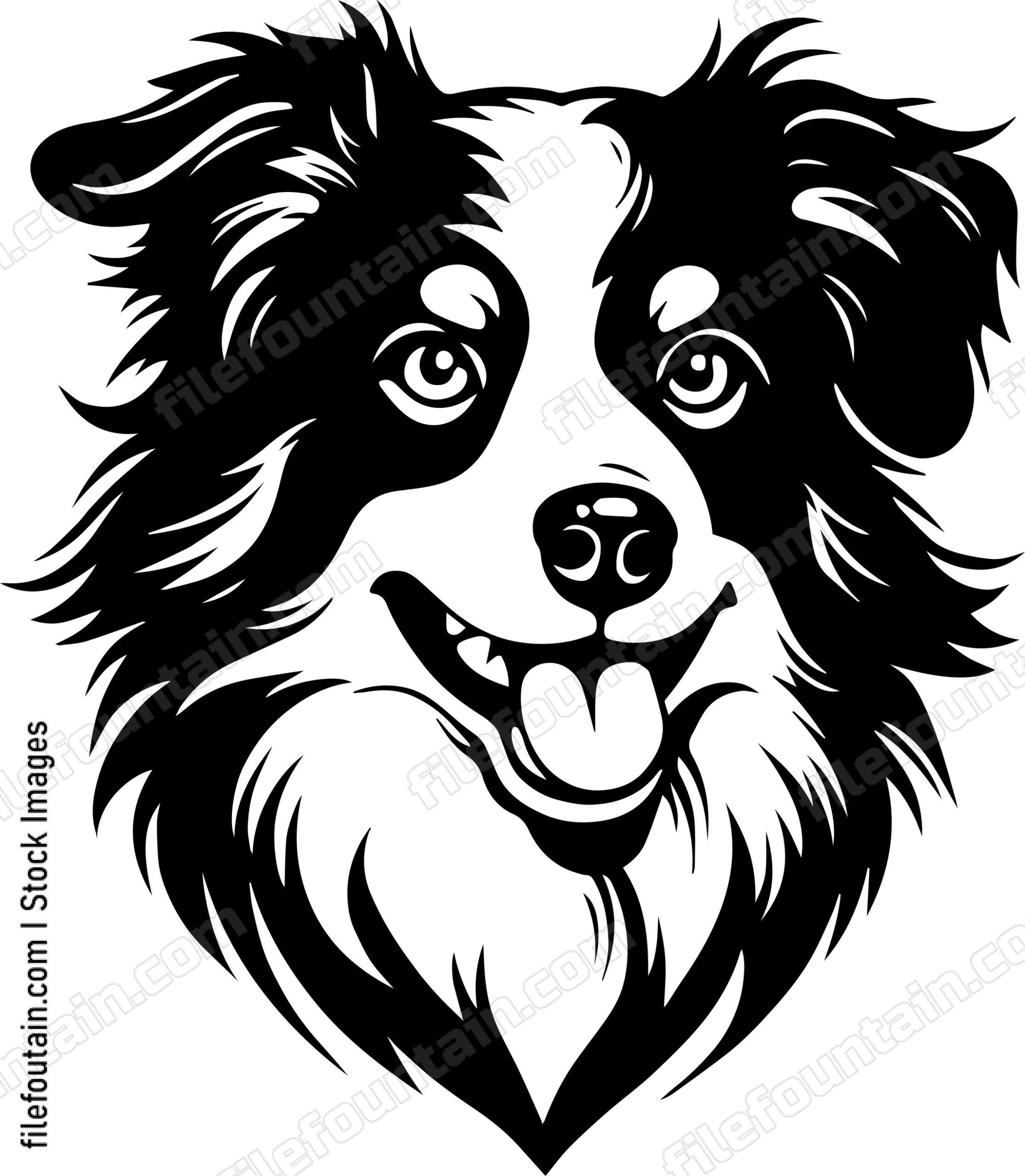 Australian Shepherd