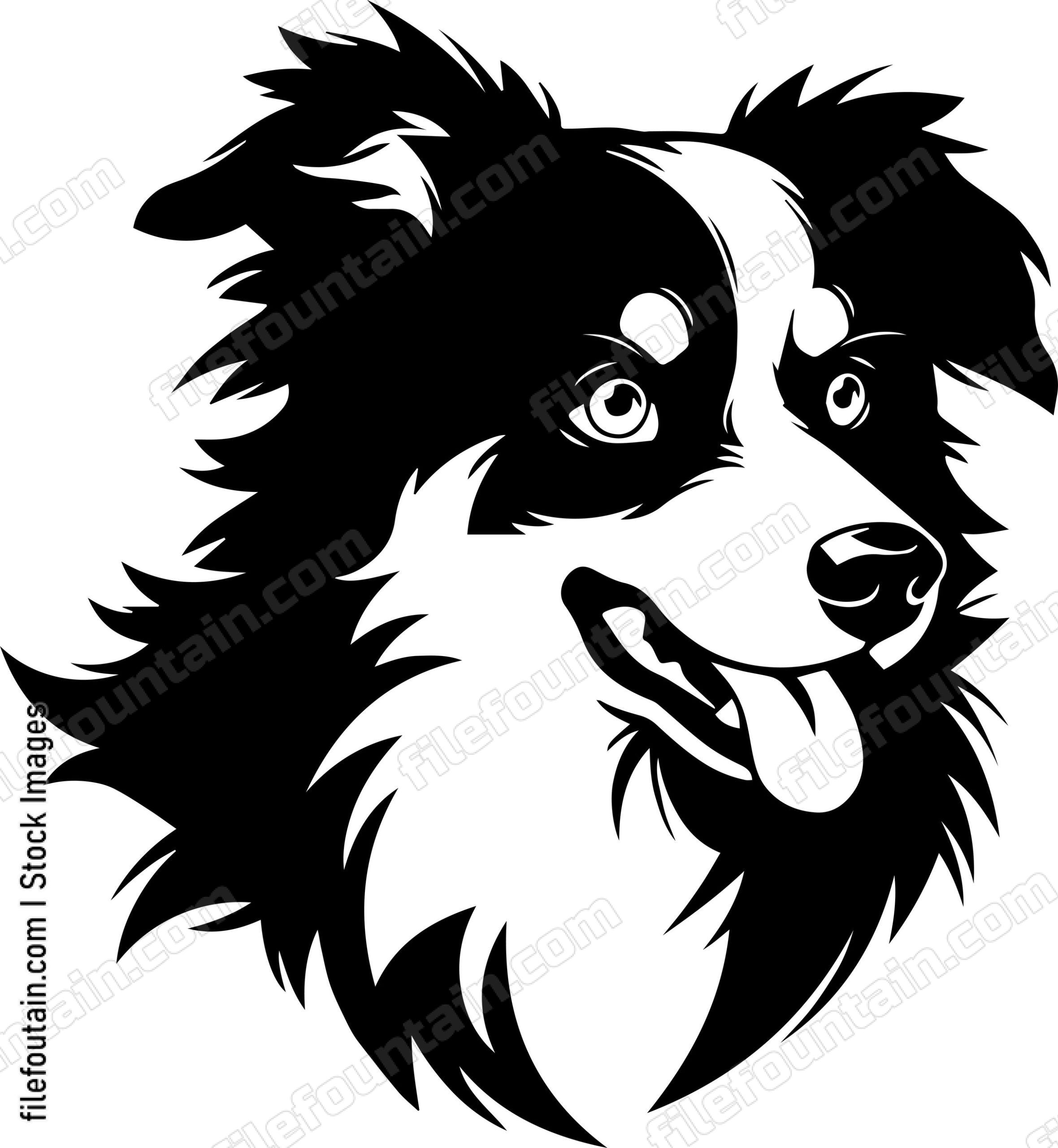 Australian Shepherd