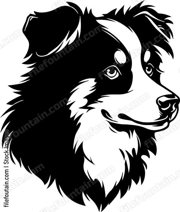 Australian Shepherd