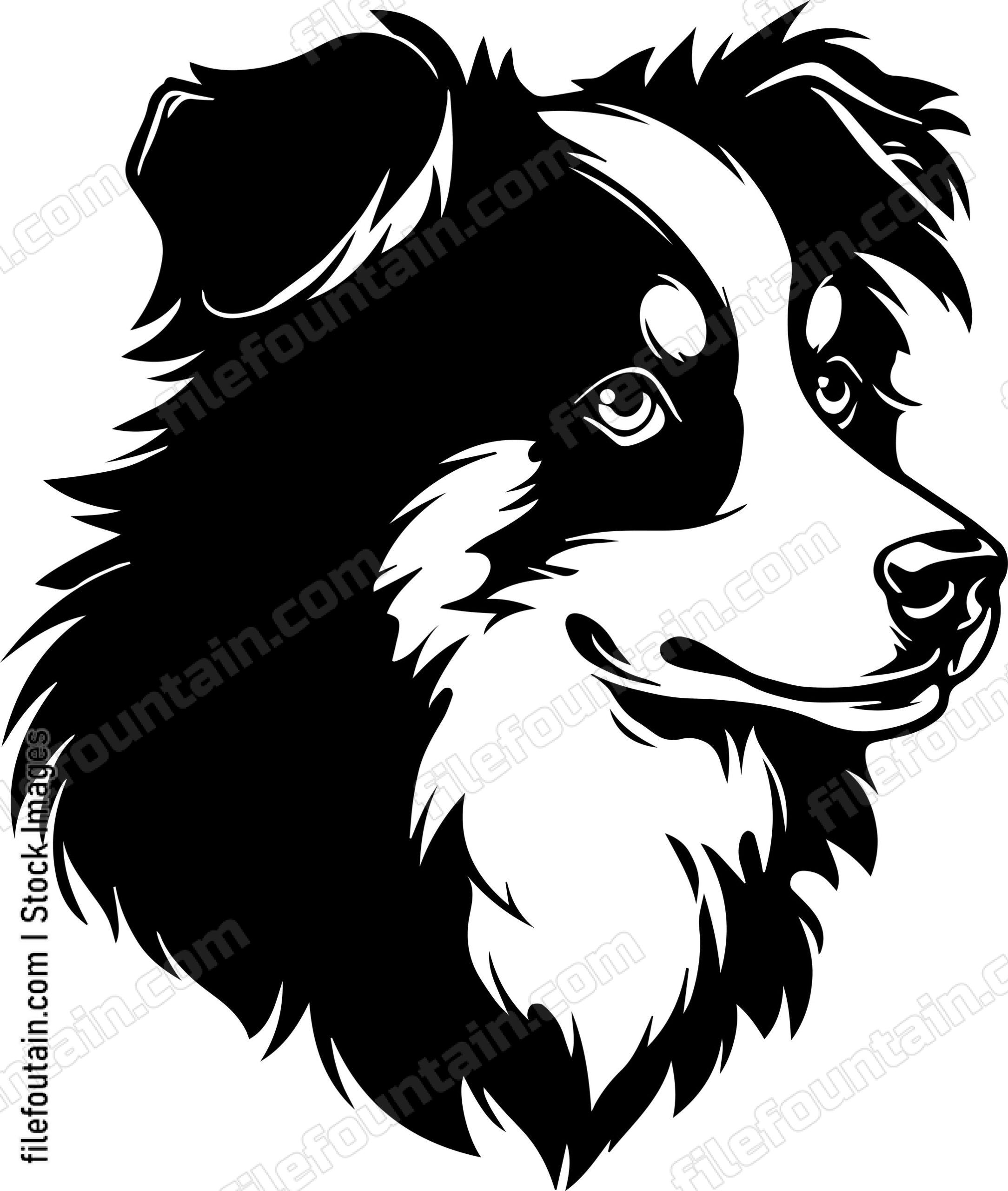 Australian Shepherd