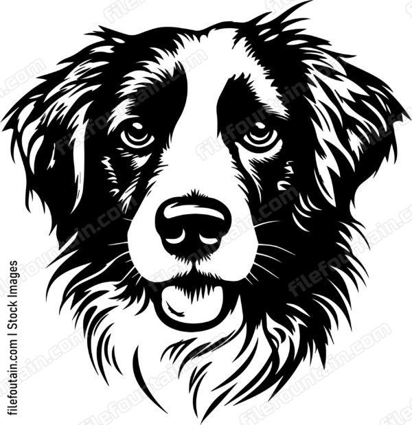 Australian Shepherd