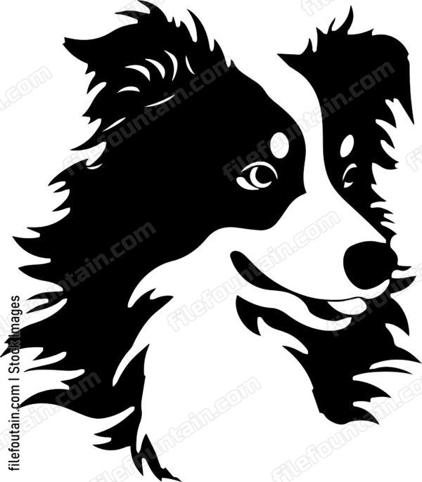Australian Shepherd