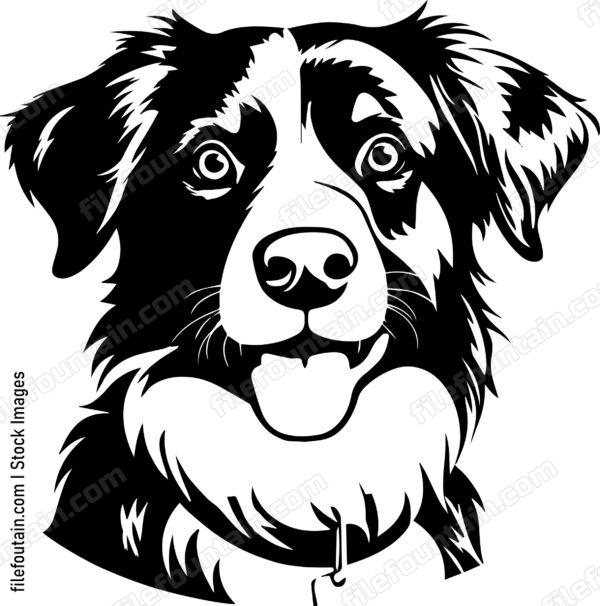 Australian Shepherd