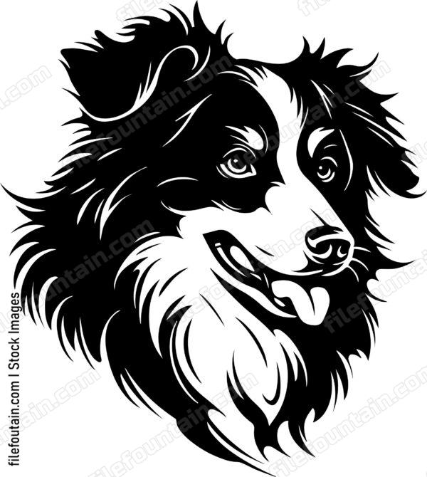 Australian Shepherd