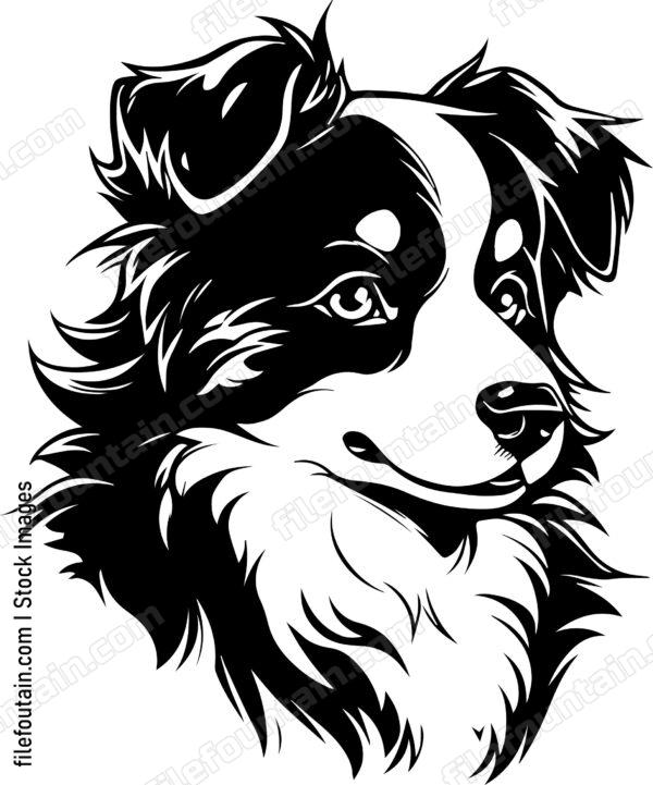 Australian Shepherd