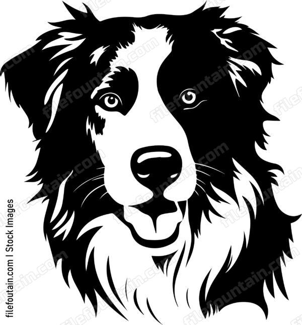Australian Shepherd
